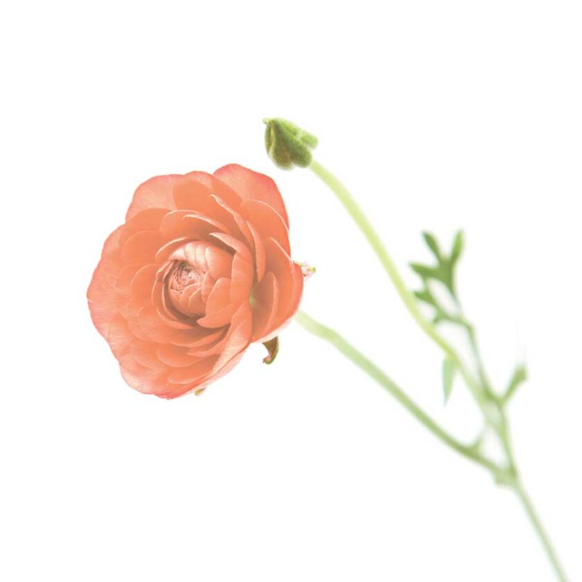 How to Keep Flowers Fresh Longer Mother Earth News